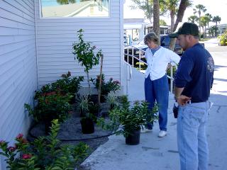 Hall Plantings January 2002 - Slide 9