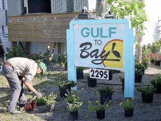 Hall Plantings January 2002 - Slide 10