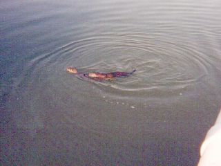 Photo Album Slide #7